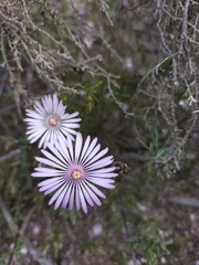 Lampranthus