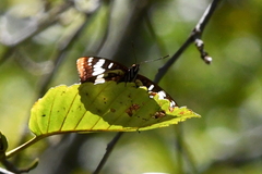 Limenitis lorquini