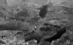 Phascogale tapoatafa