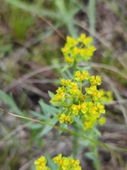 Euphorbia seguieriana
