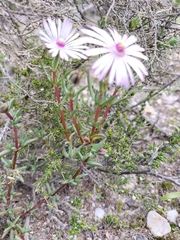 Lampranthus