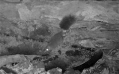 Phascogale tapoatafa