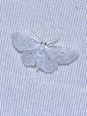 Sterrhinae