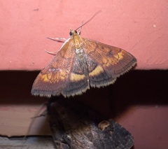 Pyrausta californicalis