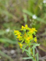 Euphorbia seguieriana