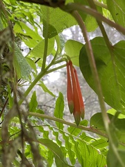 Fuchsia