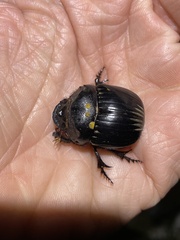 Dichotomius colonicus