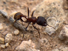 Pogonomyrmex rugosus