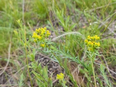 Euphorbia seguieriana