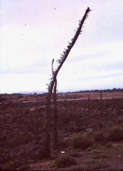 Fouquieria columnaris