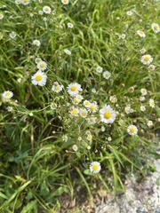Erigeron annuus