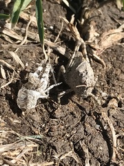 Trimerotropis pallidipennis