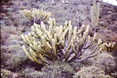 Myrtillocactus cochal