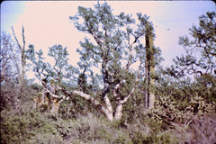 Pachycormus discolor