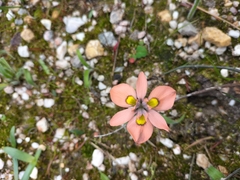 Moraea papilionacea