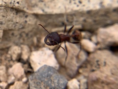 Pogonomyrmex rugosus