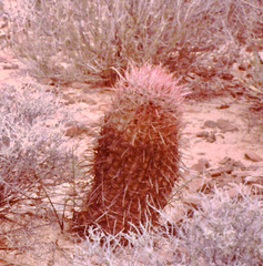Ferocactus cylindraceus