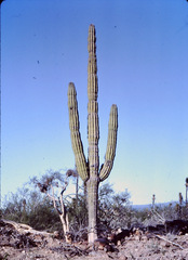 Pachycereus pringlei