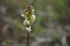 Stackhousia monogyna