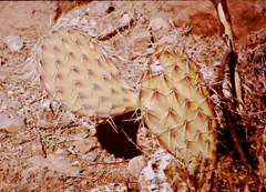 Opuntia