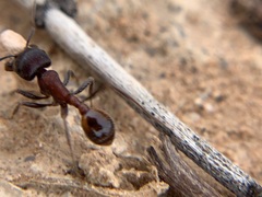 Pogonomyrmex rugosus