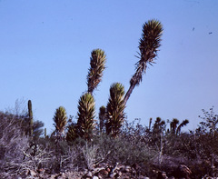 Yucca valida