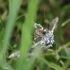 Trichoplusia ni