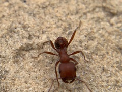 Pogonomyrmex