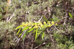 Acacia rubida