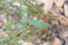 Acacia rubida