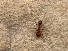 Pogonomyrmex