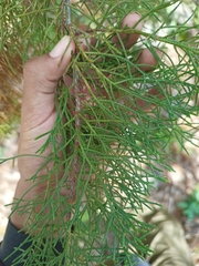 Cupressus