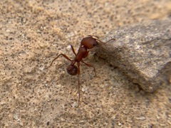 Pogonomyrmex