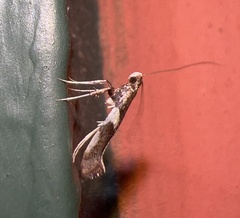 Caloptilia stigmatella