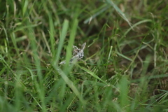 Trichoplusia ni