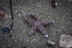Pisaster ochraceus
