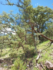 Cupressus