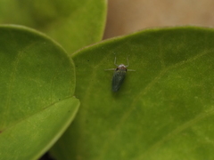 Cicadellinae