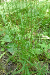 Poa nemoralis