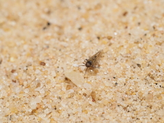 Delphacidae