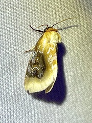 Chrysoecia