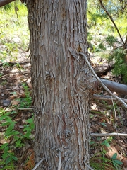 Cupressus