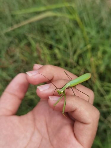 European Mantis