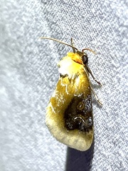 Chrysoecia
