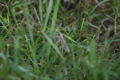 Trichoplusia ni