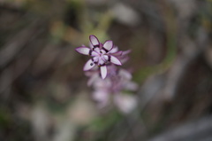 Wurmbea dioica