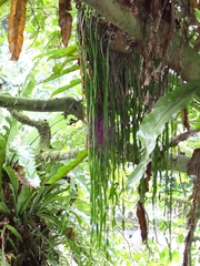 Haplopteris elongata