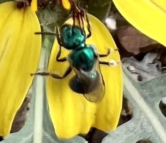 Augochloropsis metallica