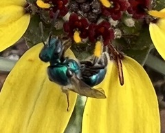 Augochloropsis metallica