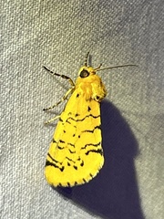 Chrysoecia atrolinea